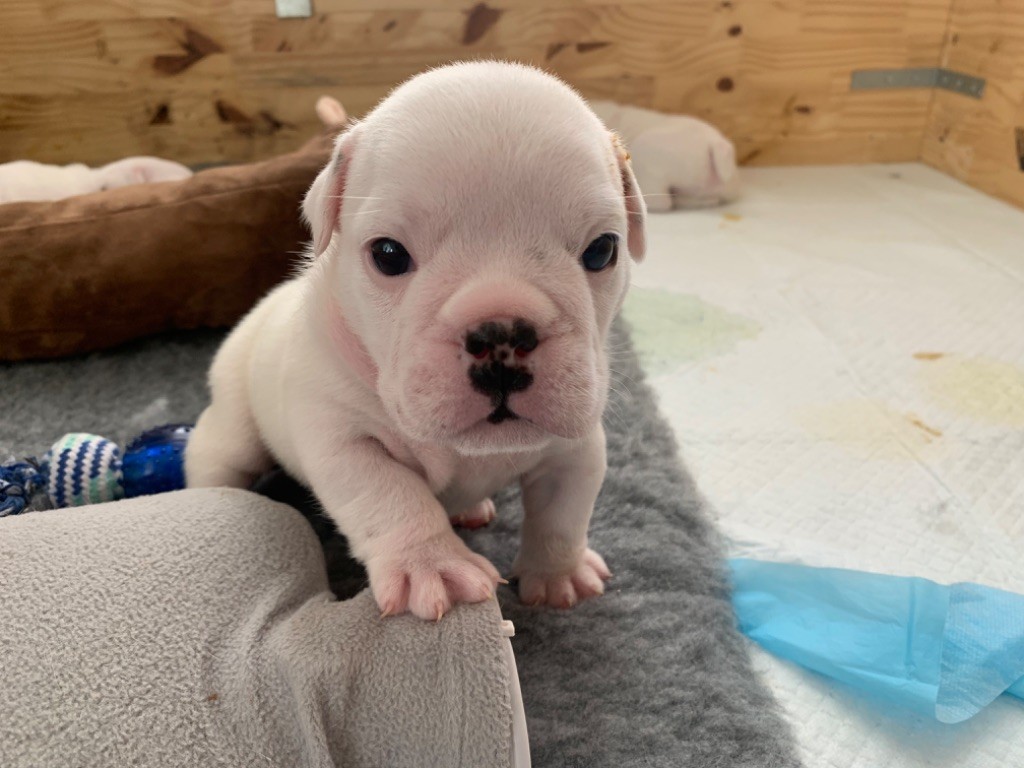 Camden’s White Pearl - Chiots disponibles - Bulldog Anglais