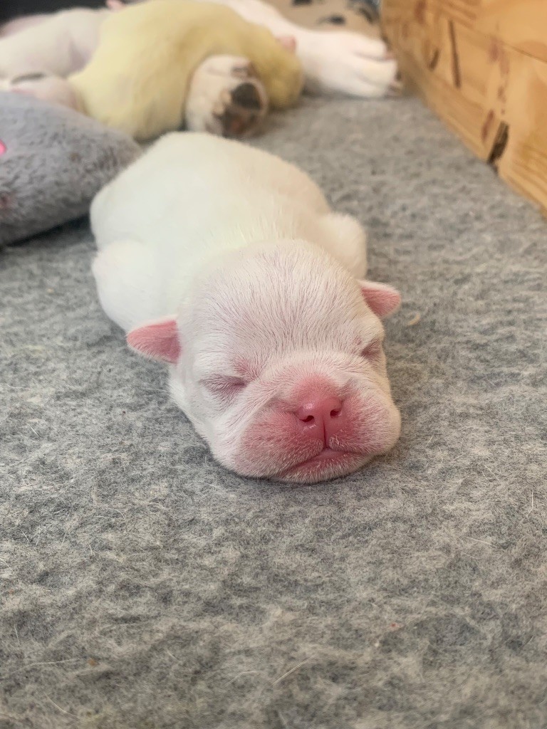 Camden’s White Pearl - Chiots disponibles - Bulldog Anglais