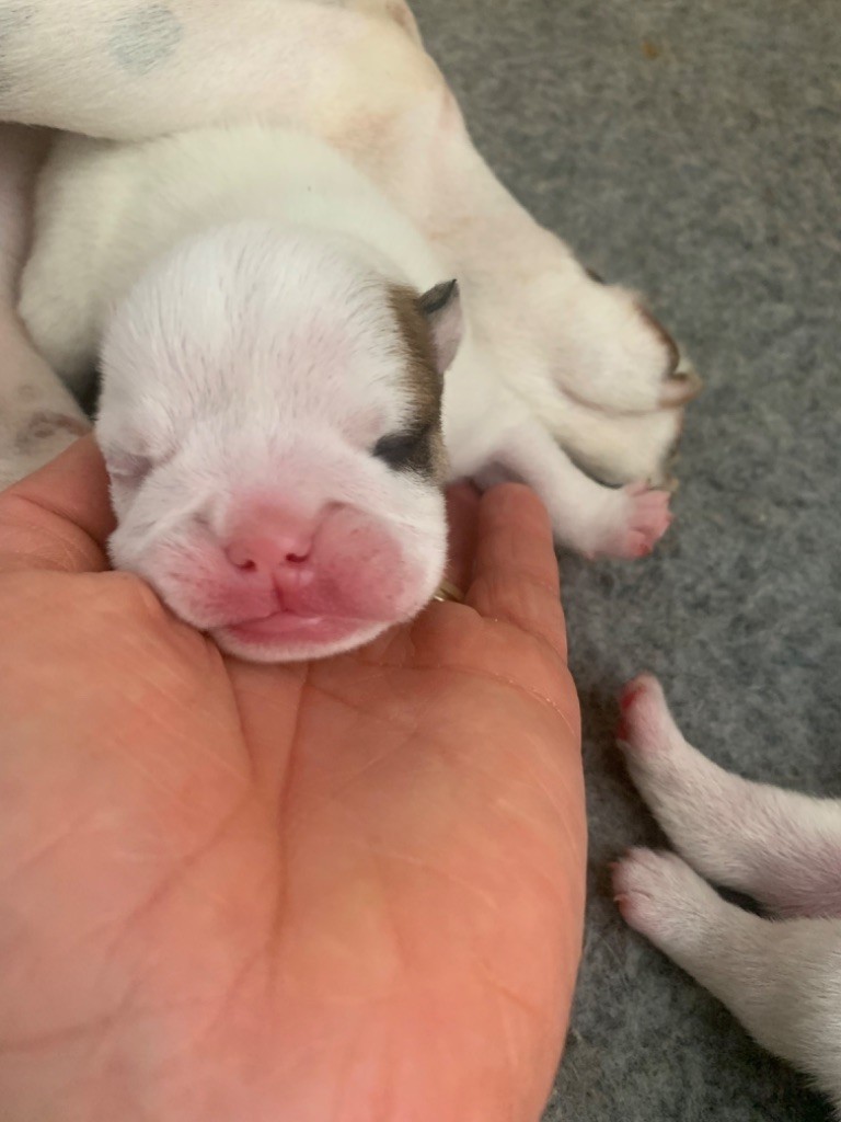 Camden’s White Pearl - Chiots disponibles - Bulldog Anglais